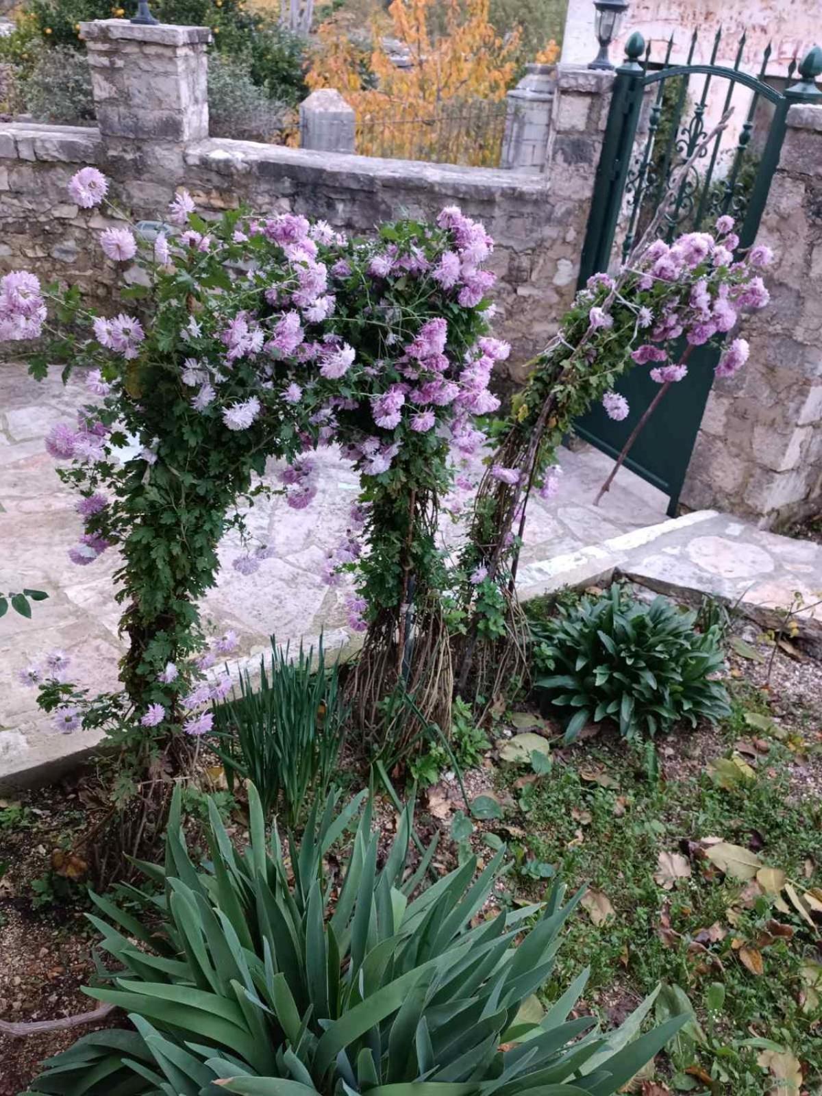 Patara's * Saranda